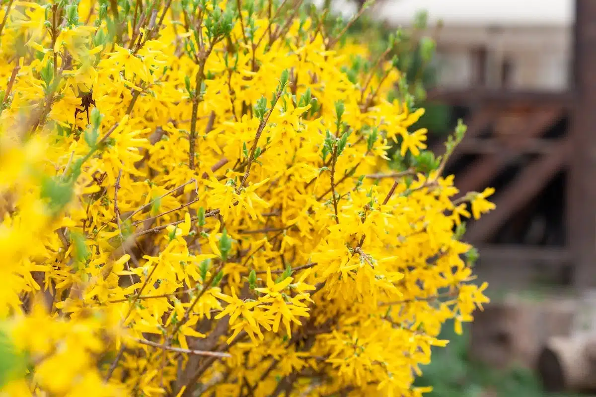 tailler forsythia