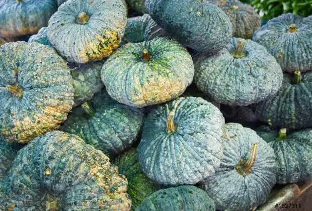 Citrouille verte