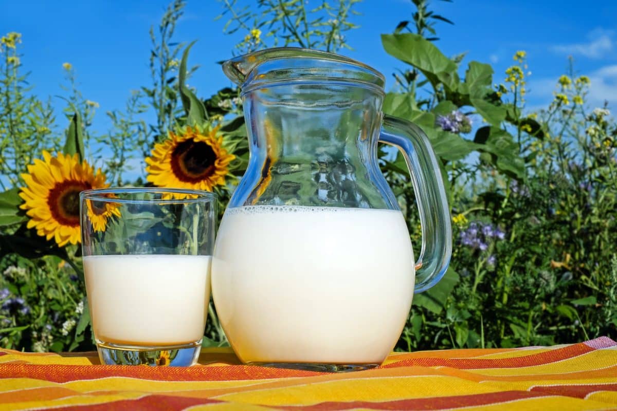 2 clear glass pitcher with milk